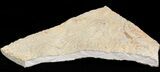 Pennsylvanian, Fossil Microbial Mat - Oklahoma #41112-1